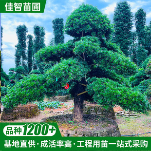 ���͘��_�h�ɼt���^ľС�~Ůؑ�M��Ҏ���ľ�������l�@�־��^����