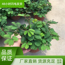 含羞草盆栽植物盆栽盆景小植物害羞草怕羞草常青室内儿童趣味植物