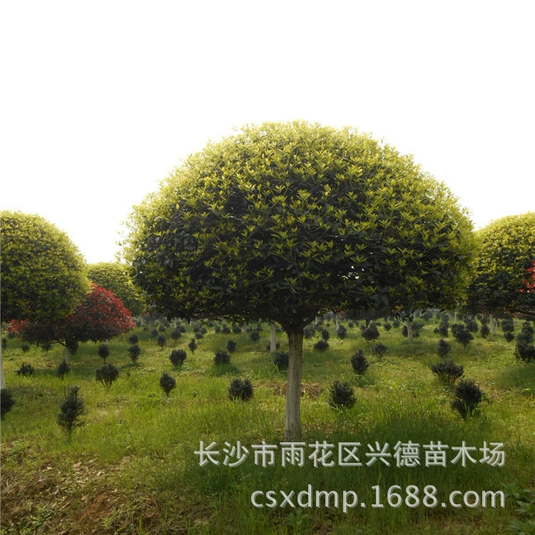 Оптовая продажа рассады османтуса 10 см, высокие саженцы османтуса, цена на османтус из Хунани Xingde, низкая цена