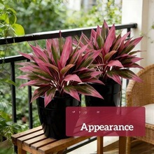 �羳�¿�Artificial Ti Plant�����ֲ��������ľ��Ѫ��