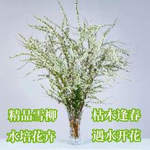 雪柳鲜枝干枝盆栽喷雪花水培植物花卉室内遇水开花马醉木绿植龙柳