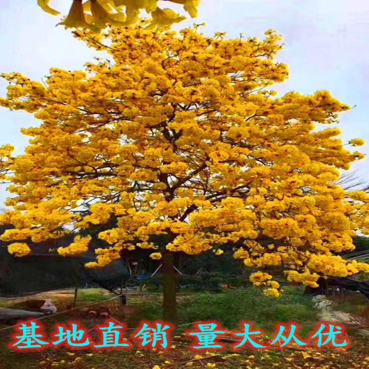 巴西黄花风铃木耐寒耐热庭院风景树苗洋红紫花别墅校园行道树花卉