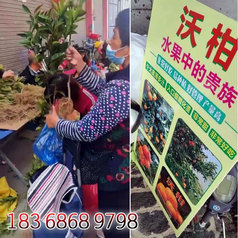 Оптовая продажа саженцев вогана с места его происхождения, саженцев вогана в горшках бонсай, цветочный рынок, ранние фруктовые саженцы, уличные ларьки, новые продукты