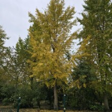 四川银杏树苗20-23-26-28-32-33-38公分白果树批发