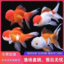 ��Ʒ���\���^С���~���~�Q피t�{���^�^�p�~���B�ͻˮ�~С���~