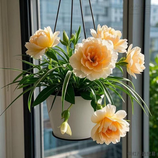 �����m������mˮ�������ذ���㻨�ܾGֲ�ļ��Nֲ����