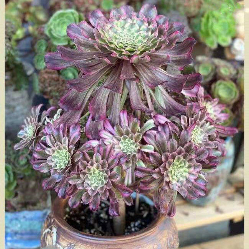 측면 머리가 원형인 수묵화 높이 20cm