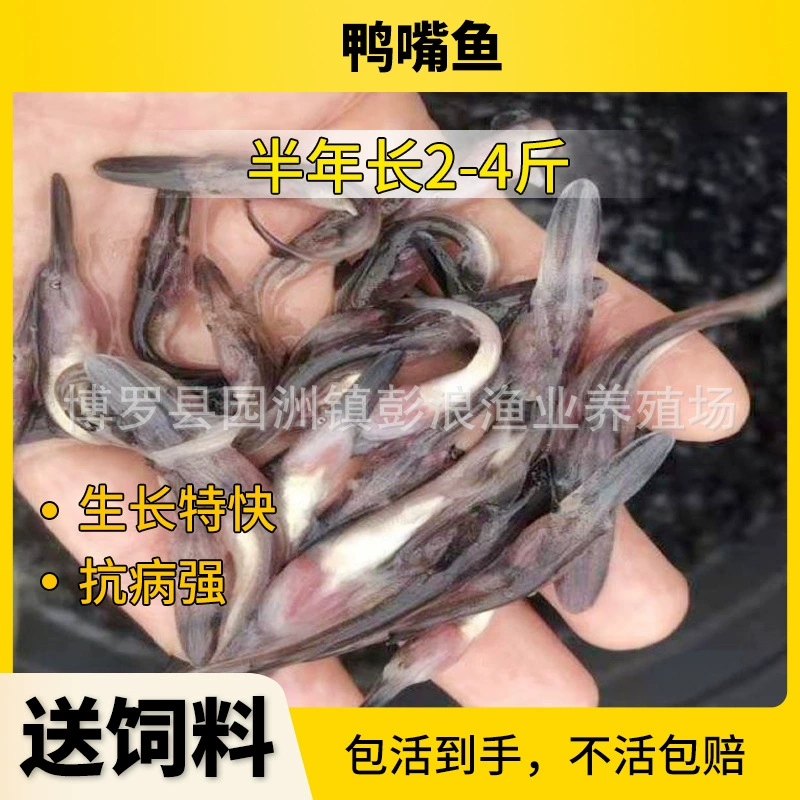 Китайская рыба-утконос, рыба-утконос из пресной воды, рыба-утконос ложечник, оптовая продажа пресноводной рыбы из Гуандуна