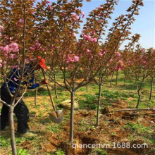 日本樱花树苗木庭院南北方种植盆栽大绿化风景树苗室外花卉早晚樱