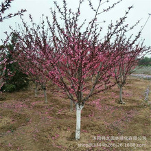 基地供应大量菊花碧桃树 行道绿化菊花碧桃价格低成$