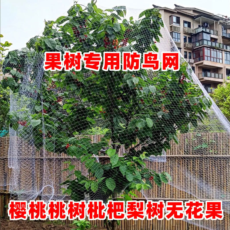 果园防鸟网天网果树樱桃葡萄鱼塘大棚防护尼龙网养殖网防鸟用的网