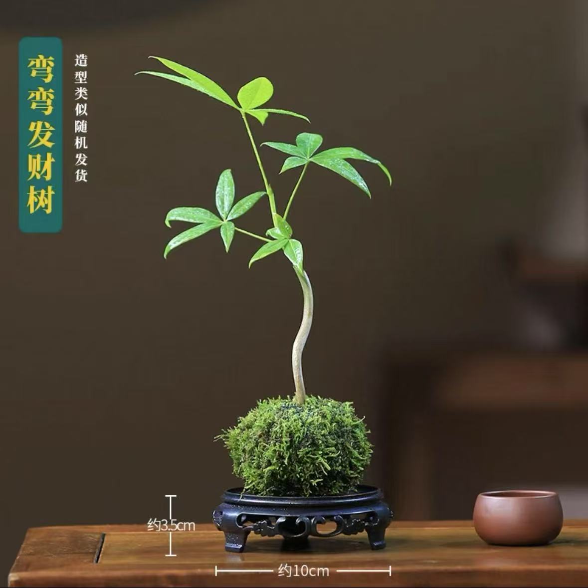 Cây tiền năm bện [quả bóng rêu thủy canh] + đế tròn