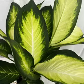 盆栽;灌木;观赏凤梨