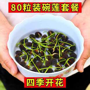 �ļ����N��ɏ�N��80�����_��ˮ��ֲ��˯ɏ�ɻ��N�����ԾGֲ����