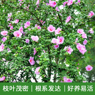 һ�����lľ�Ȼ��������ͥԺ�ͺ��͟�ֲ����������ͻ��܄e���G��