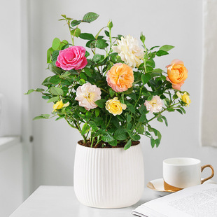 Rose Flower Potted Plant with Buds, Easy to Grow Flower Plants, Four-Season Flowering Seedlings, Multi-Color Roses, Balcony Courtyard Green Plants
