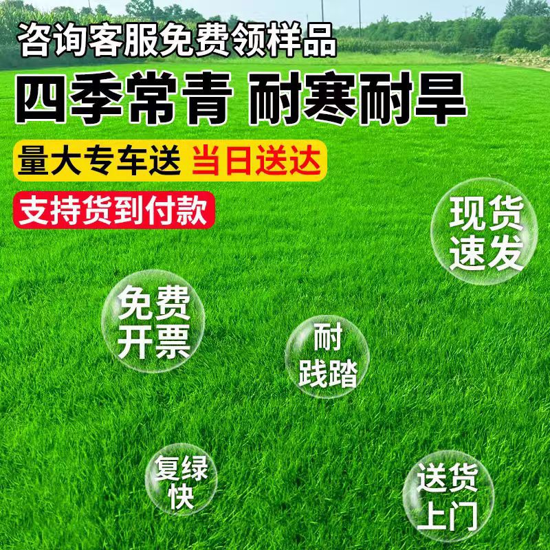 草坪种子护坡草籽黑麦草高羊茅矮生四季青百慕大地毯草耐旱狗牙根