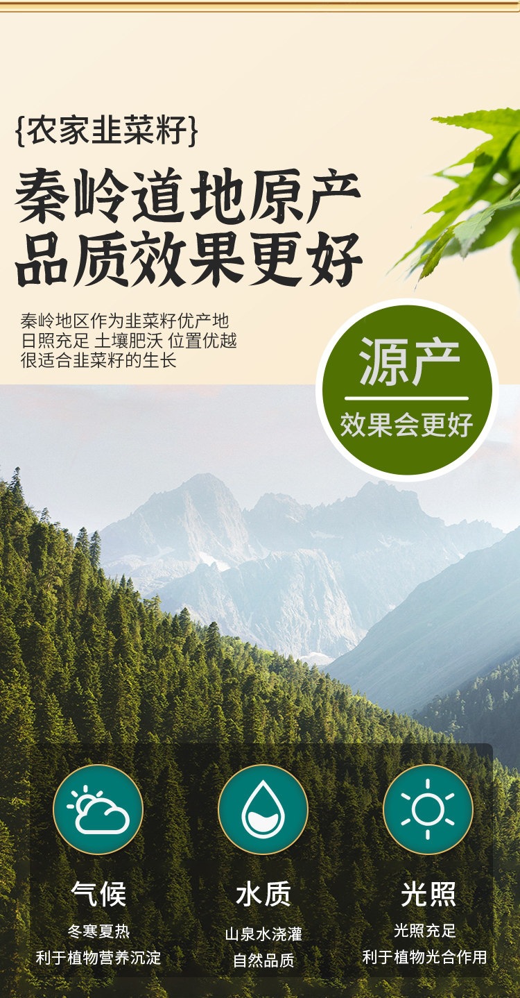 Chinese Chive Seed Jiu Cai Zi Roasted Dried Herb Traditional TCM Wellness Tea Ingredient key features