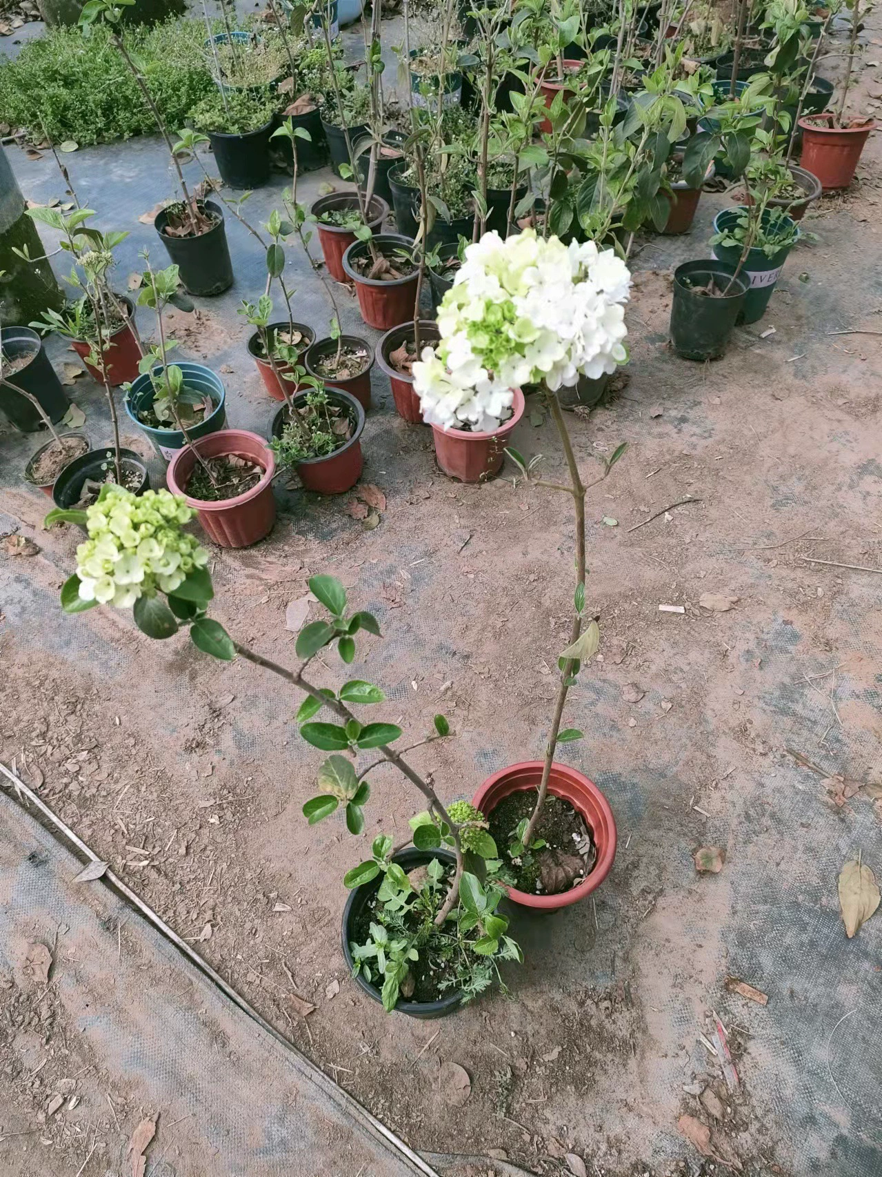 Китайская Деревянная Гортензия Древесное Ведро Гортензии Китайская Гортензия Привитая Рассада Ведро в форме дерева Цветущий Сад В Горшке