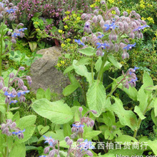 琉璃苣种子香草种籽孑阳台盆栽花卉庭院绿植春季香草芳香植物种子