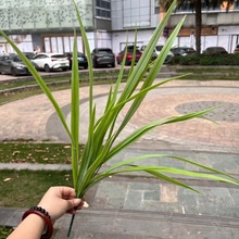 ֲ  ާGֲ쾰  m  cû 3m