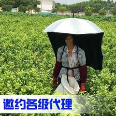 お茶摘み傘、背もたれ日傘、お茶加工品、日焼け止め背もたれ日傘、キャップ、紫外線防止、釣りや農作業専用