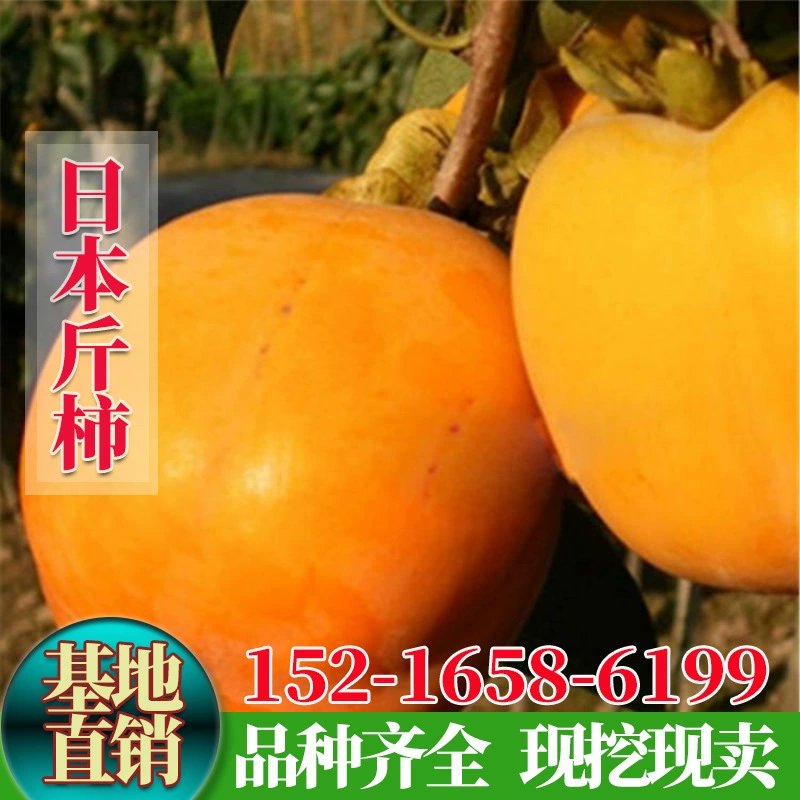 Саженцы персика, японские саженцы сладкого персика, саженцы золотого персика, горшечные и почвенные саженцы, урожайность которых в том же году.