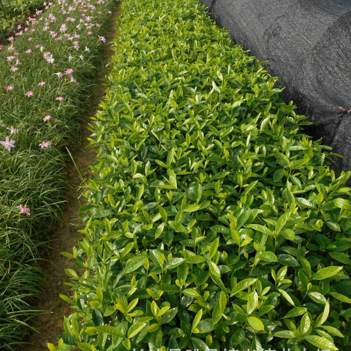 批发大叶栀子 湖南小叶栀子花 栀子球 花香怡人 园林用苗