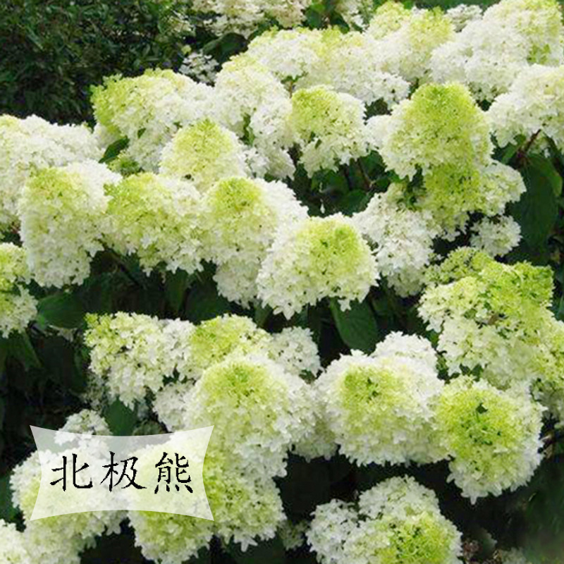 北极熊圆锥绣球木本植物大花阳台庭院露台花卉盆栽花苗耐寒盆栽花