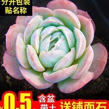 ����ֲ���҃ȽM��С�����������Ա�÷�ײ��k�����¿�Gֲ���莧��