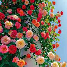 ���羳��؛�������Nޱ���N�����ļ����N�_���¼�����ֲ�ﻨ������