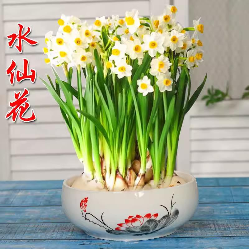 Narcissus Seed Bulbs Potted Hydroponic Indoor Four-Season Water-Grown Florals Narcissus Plants Tulips Bloom in Autumn and Winter