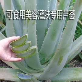 芦荟植物芦荟盆栽美容院灌肤专用盆栽食用新鲜可以吃芦荟室内叶片