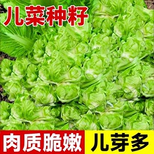 儿菜种子芥菜种籽宝宝菜秋季播泡菜蔬菜种子四川特大儿菜抱儿菜孑