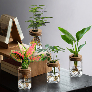 Viewing Landscape, Hydroponic Plants, Glass Small Vase, Transparent Potted Plant, Office Desktop, Green Plant Micro-Landscape Ornament, Ecological Bottle