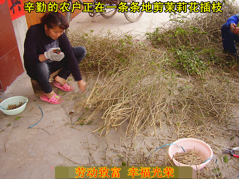 100-2.农戶剪枝8x6.jpg