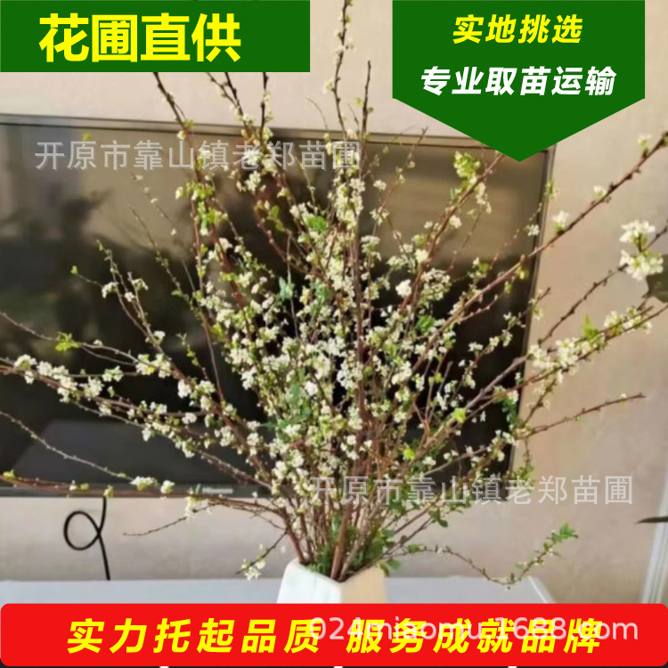批发雪柳干枝花 珍珠绣线菊鲜花切枝喷雪花水瓶插花 珍珠李花枝条