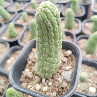 ����ֲ�����l �s6-9cm�Ը����^���}ˏ����������� �������ԾGֲ