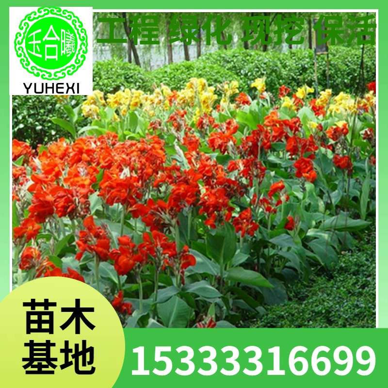 Основные поставки канн водных канн для двора декоративные луковицы цветы