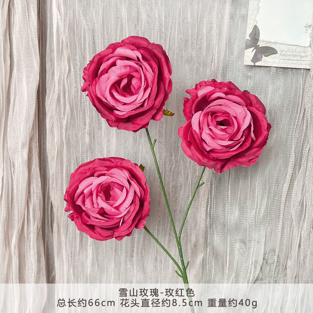 YY3-ภูเขาหิมะกุหลาบ-กุหลาบแดง