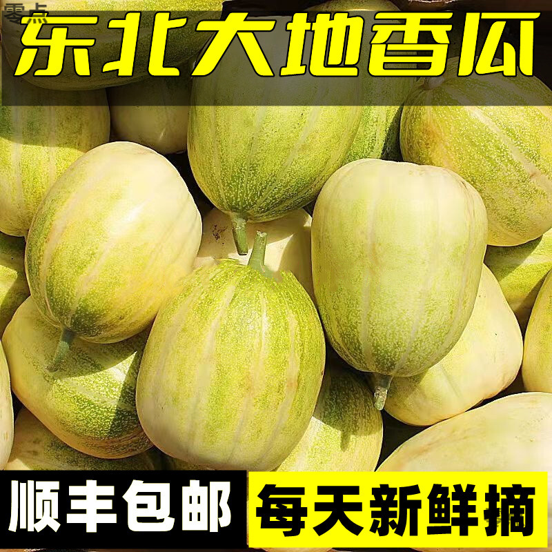 Northeast cantaloupe fresh seasonal fruit freshly picked sweet crispy melon white sugar can thin skin cross-border