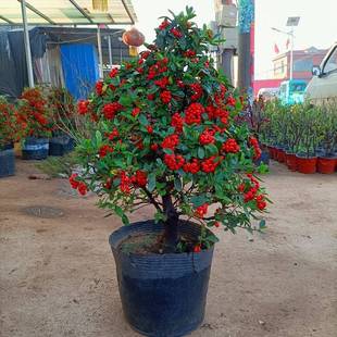 �𼬘����Լ����ϲ�c���M�üt�𼬘䘶�^���^���辰�t�t���