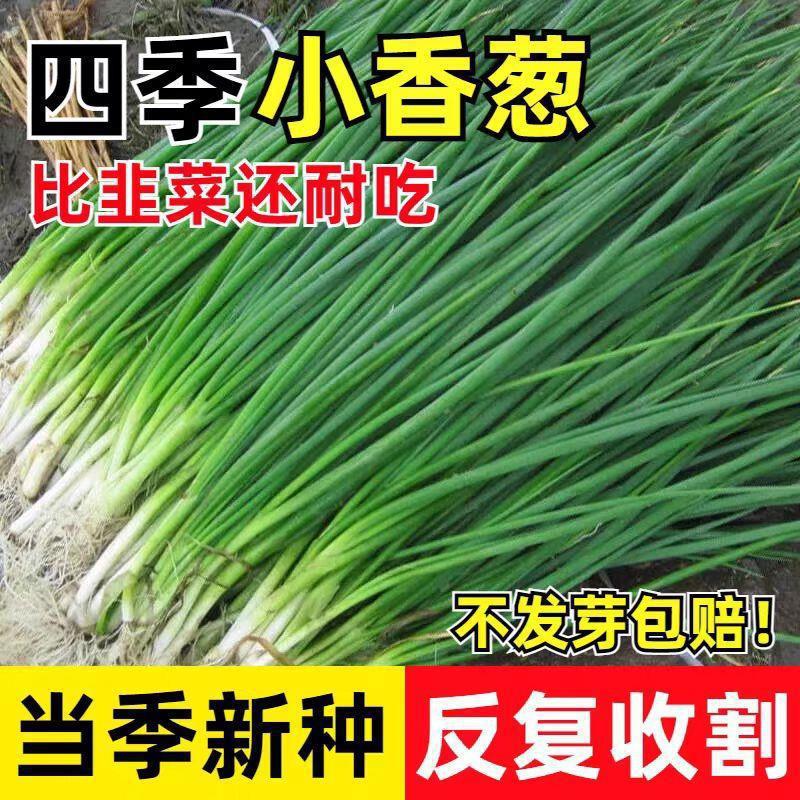 四季小香葱种子红根葱头种葱种籽分葱大葱小葱籽阳台盆栽蔬菜种孑