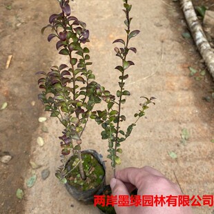 �@�־G��������̴��ľ�k��������С�~��̴���҃ȳ��GС�~��̴����