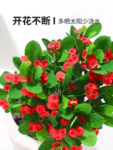 Tiger Thorn Plum Flower Potted Easy-To-Live Plant Indoor Office Balcony Drought-Resistant Iron Begonia Flower Blooms All Year Round