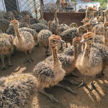 景区观赏成年非洲鸵鸟活体出售 批发脱温鸵鸟苗活体价格 鸵鸟种蛋