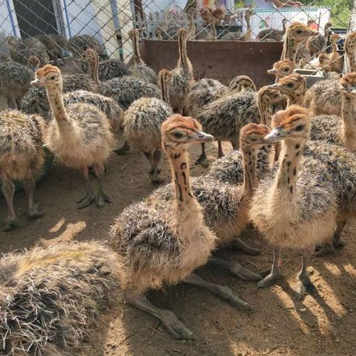 景区观赏成年非洲鸵鸟活体出售 批发脱温鸵鸟苗活体价格 鸵鸟种蛋