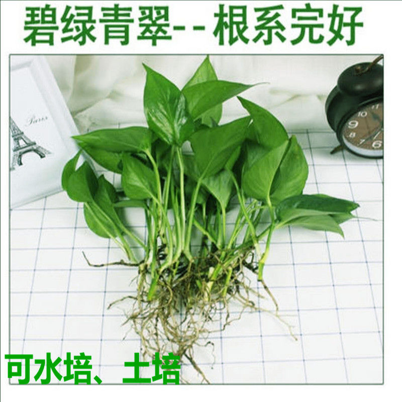 批发水培绿萝苗盆栽花卉室内除绿箩盆栽四季常青植物亚马逊代发厂|ru