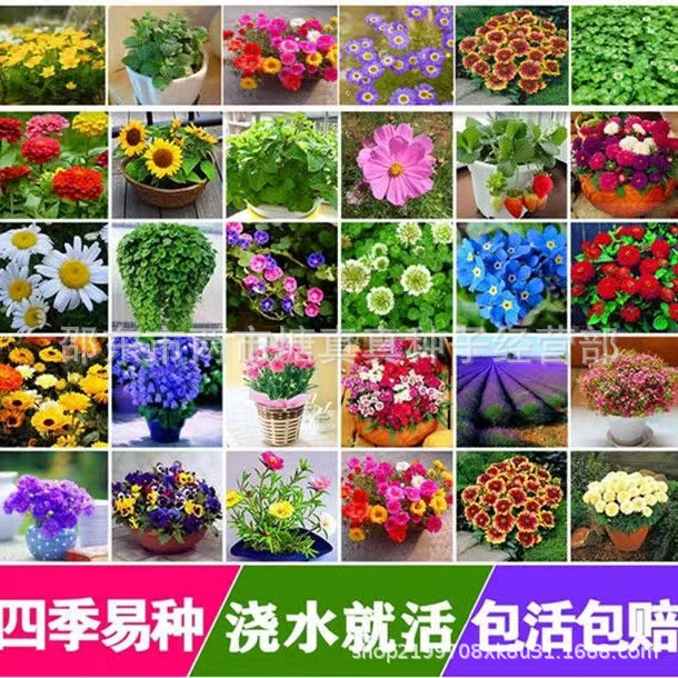 Четырехсезонные семена цветов оптом двойной подсолнечника Космос Цинния цветок подсолнечника легко жить цветок мультисезонные семена