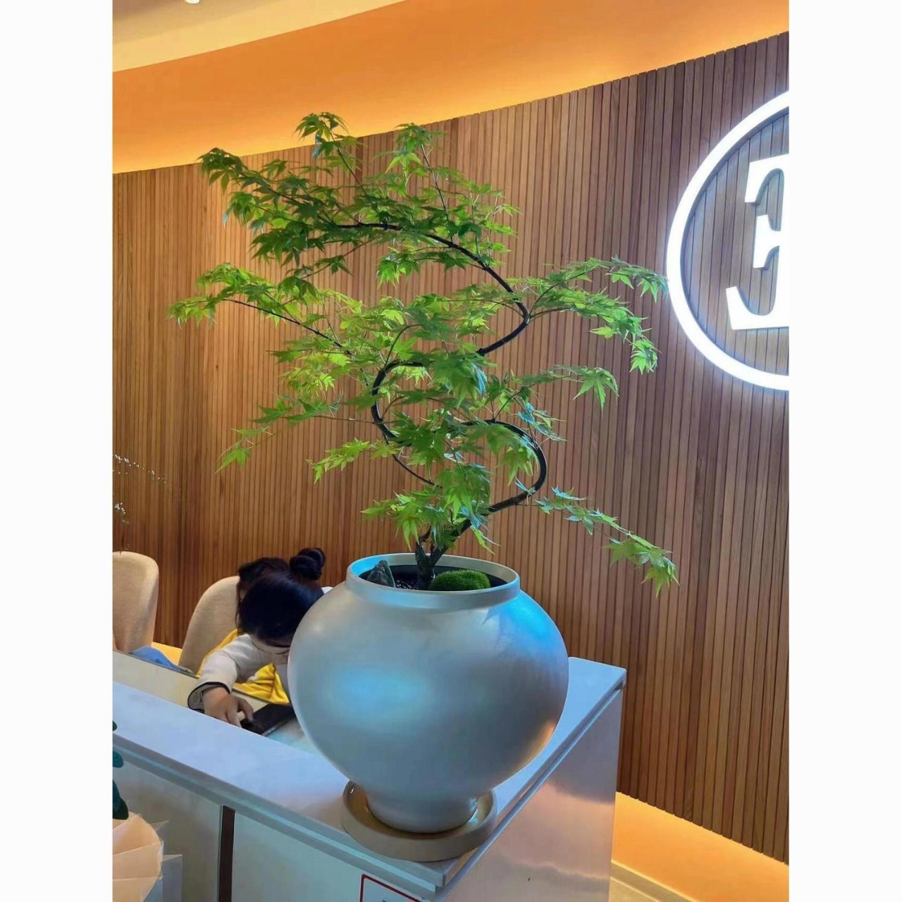 流泉枫盆栽室内观叶造型好养易活办公室前台网红植物